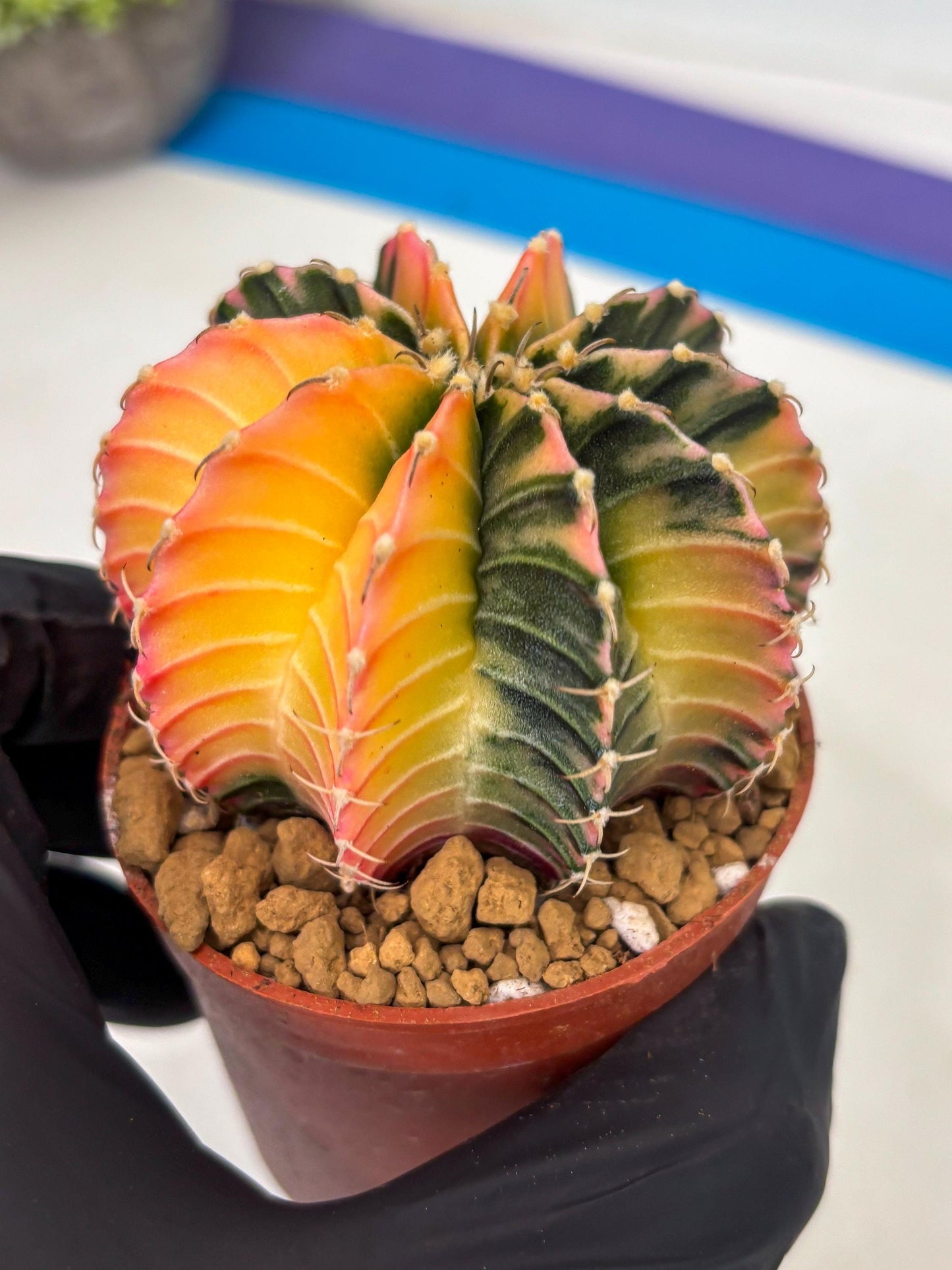 Gymnocalycium LB Hybrid (gy1) (g6) | variegated cactus