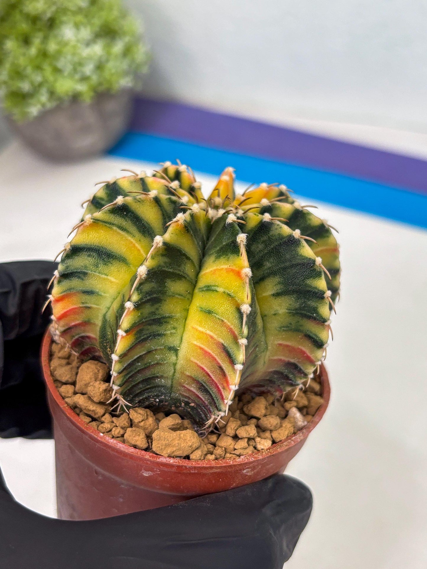 Gymnocalycium LB Hybrid (gy1) (p2) | variegated cactus