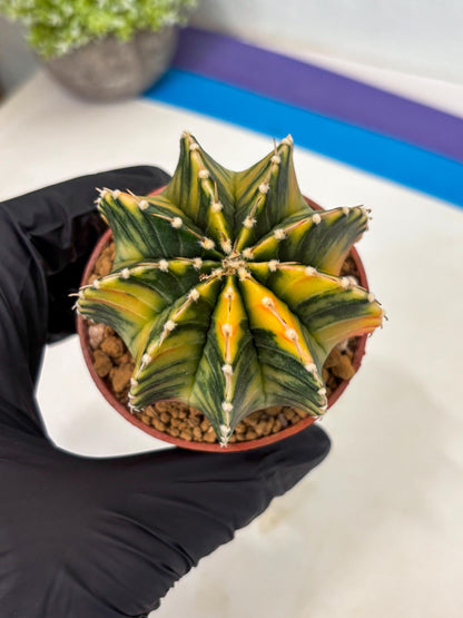 Gymnocalycium LB Hybrid (gy1) (p2) | variegated cactus