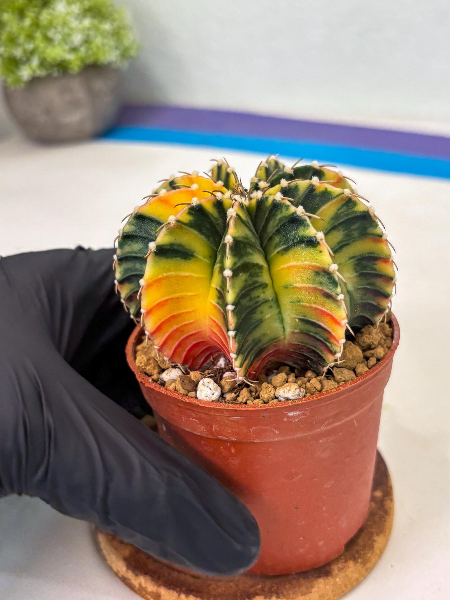 Gymnocalycium LB Hybrid (gy1) (p2) | variegated cactus