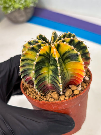 Gymnocalycium LB Hybrid (gy1) (p2) | variegated cactus
