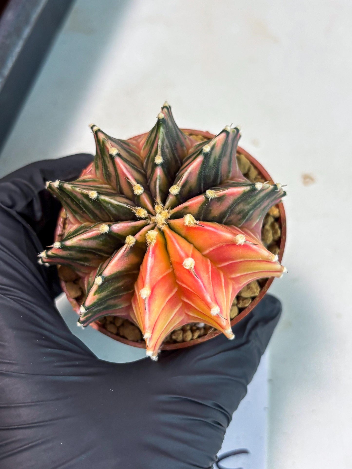 Gymnocalycium LB Hybrid (gy1) (p3) | variegated cactus