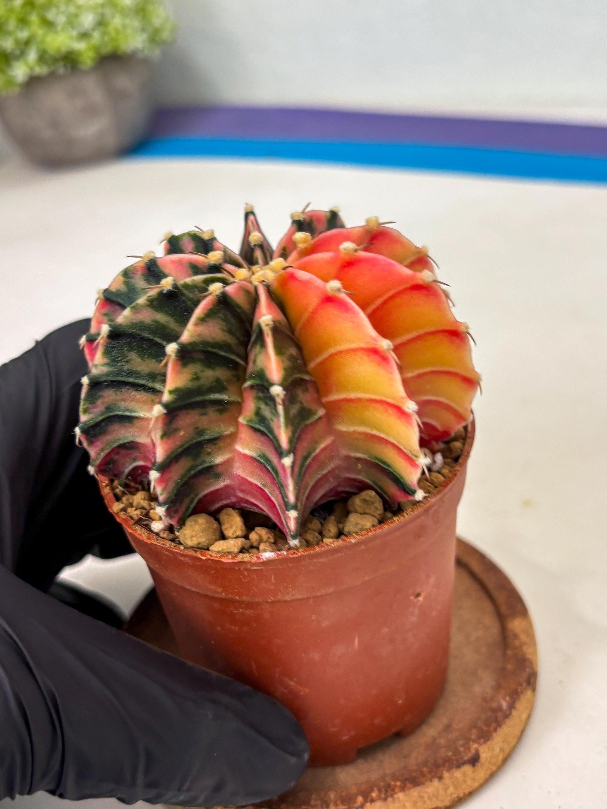 Gymnocalycium LB Hybrid (gy1) (p3) | variegated cactus