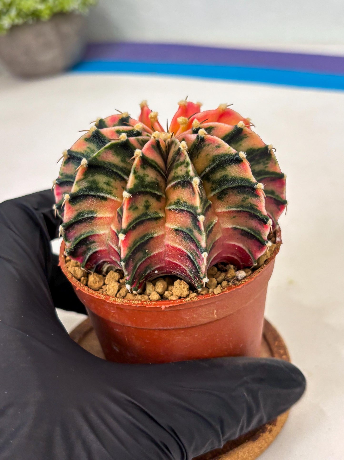 Gymnocalycium LB Hybrid (gy1) (p3) | variegated cactus