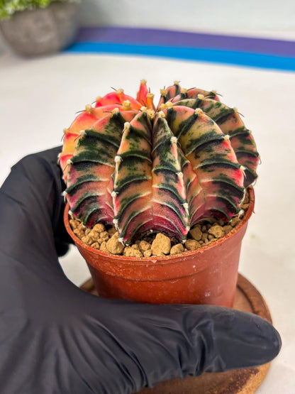 Gymnocalycium LB Hybrid (gy1) (p3) | variegated cactus