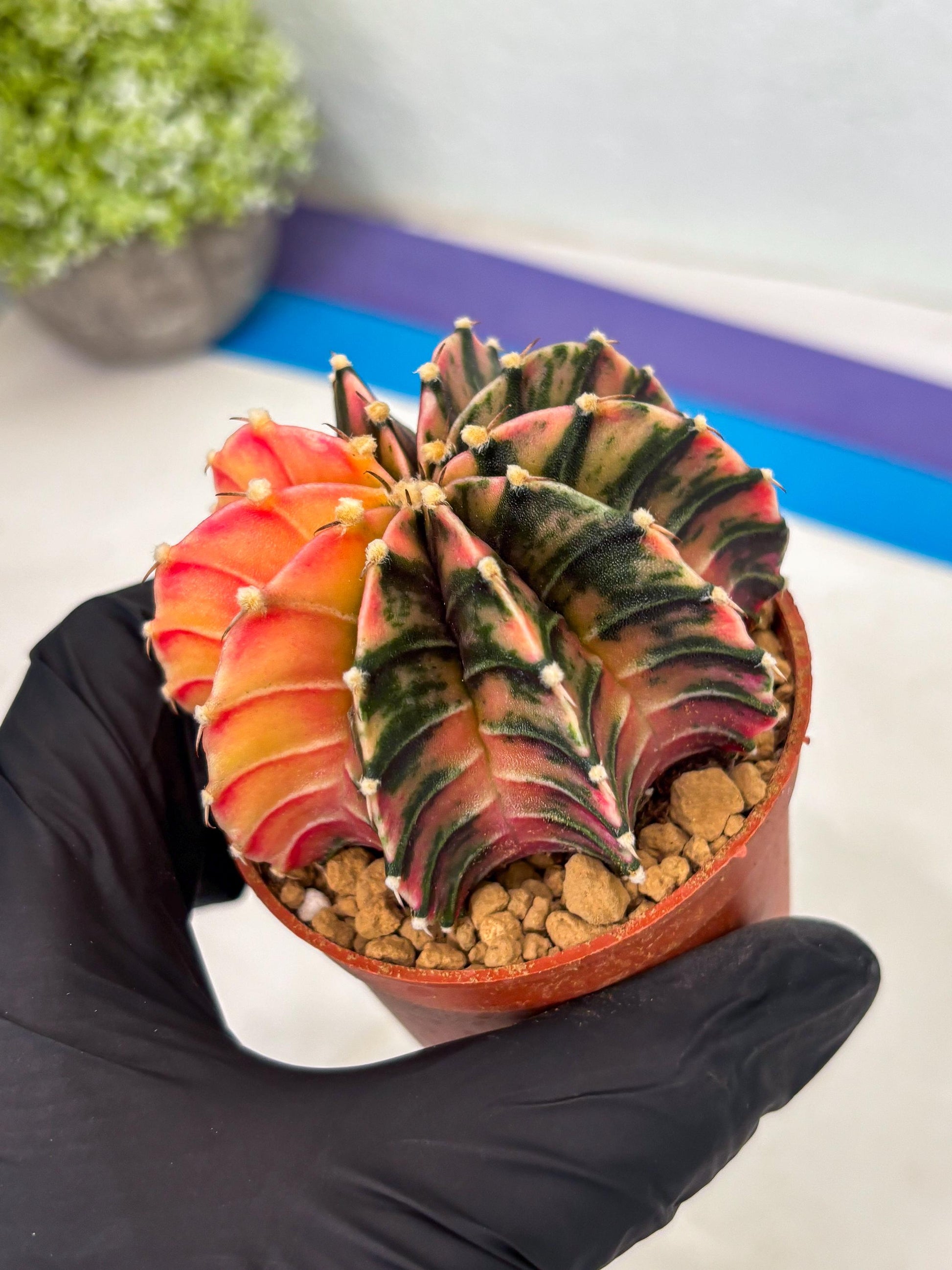 Gymnocalycium LB Hybrid (gy1) (p3) | variegated cactus