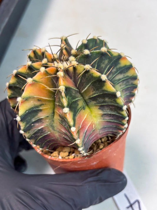Gymnocalycium LB Hybrid (gy1) (p4) | variegated cactus