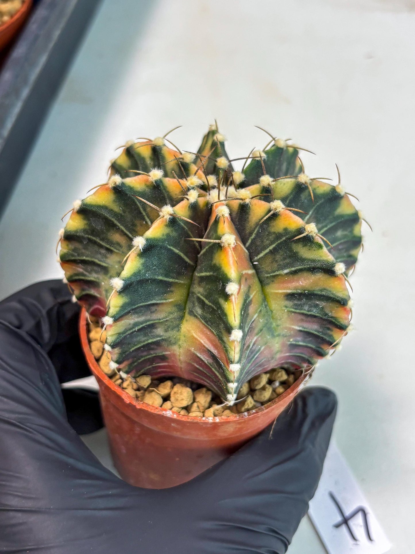 Gymnocalycium LB Hybrid (gy1) (p4) | variegated cactus