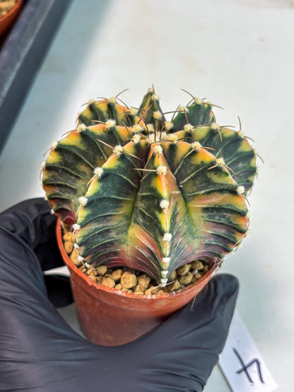 Gymnocalycium LB Hybrid (gy1) (p4) | variegated cactus