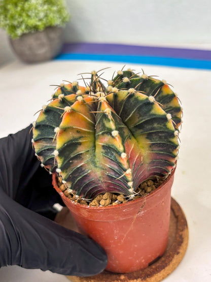 Gymnocalycium LB Hybrid (gy1) (p4) | variegated cactus