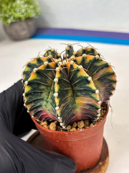 Gymnocalycium LB Hybrid (gy1) (p4) | variegated cactus