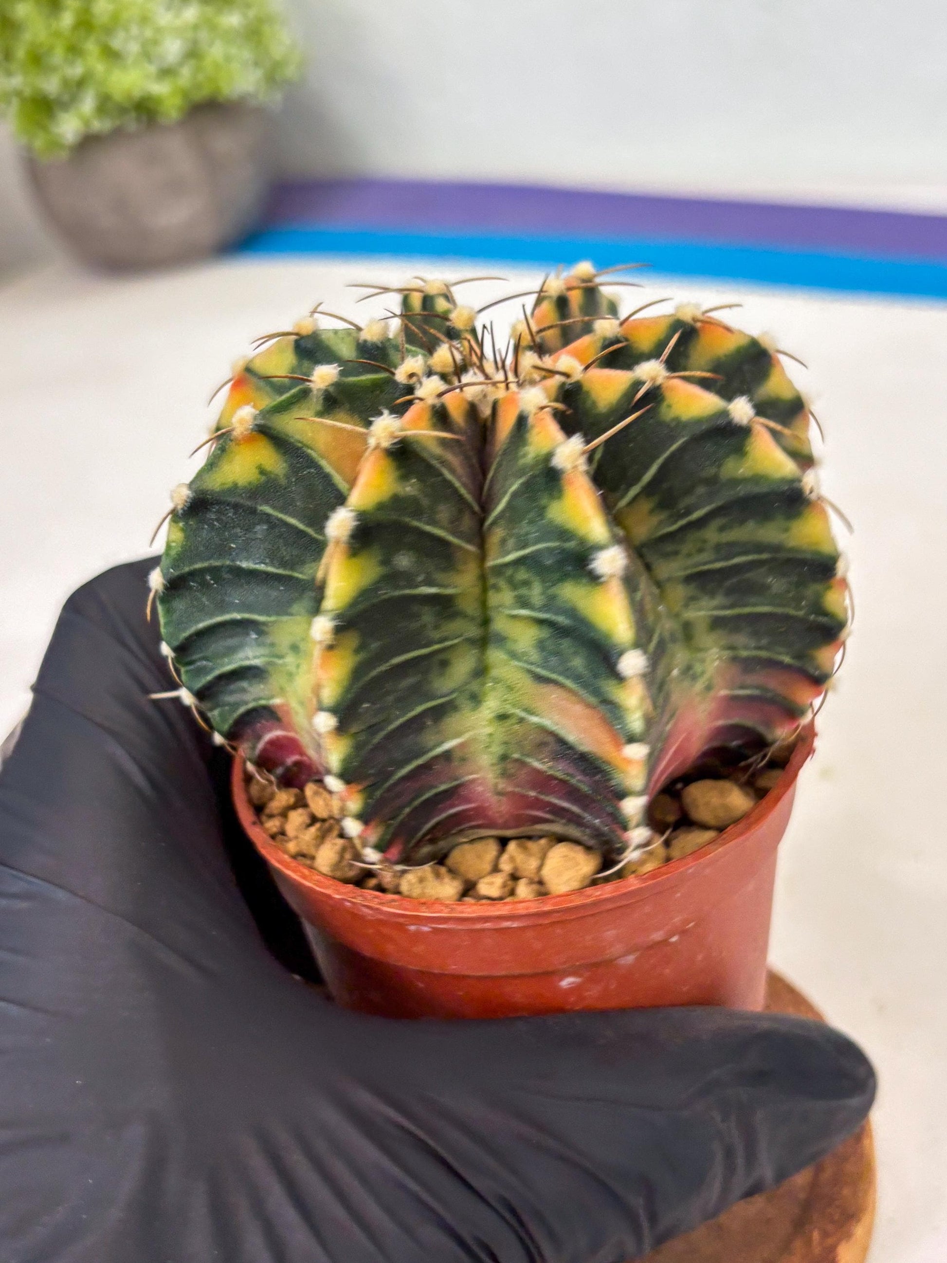 Gymnocalycium LB Hybrid (gy1) (p4) | variegated cactus