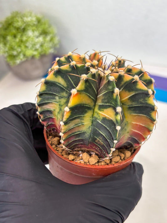 Gymnocalycium LB Hybrid (gy1) (p4) | variegated cactus