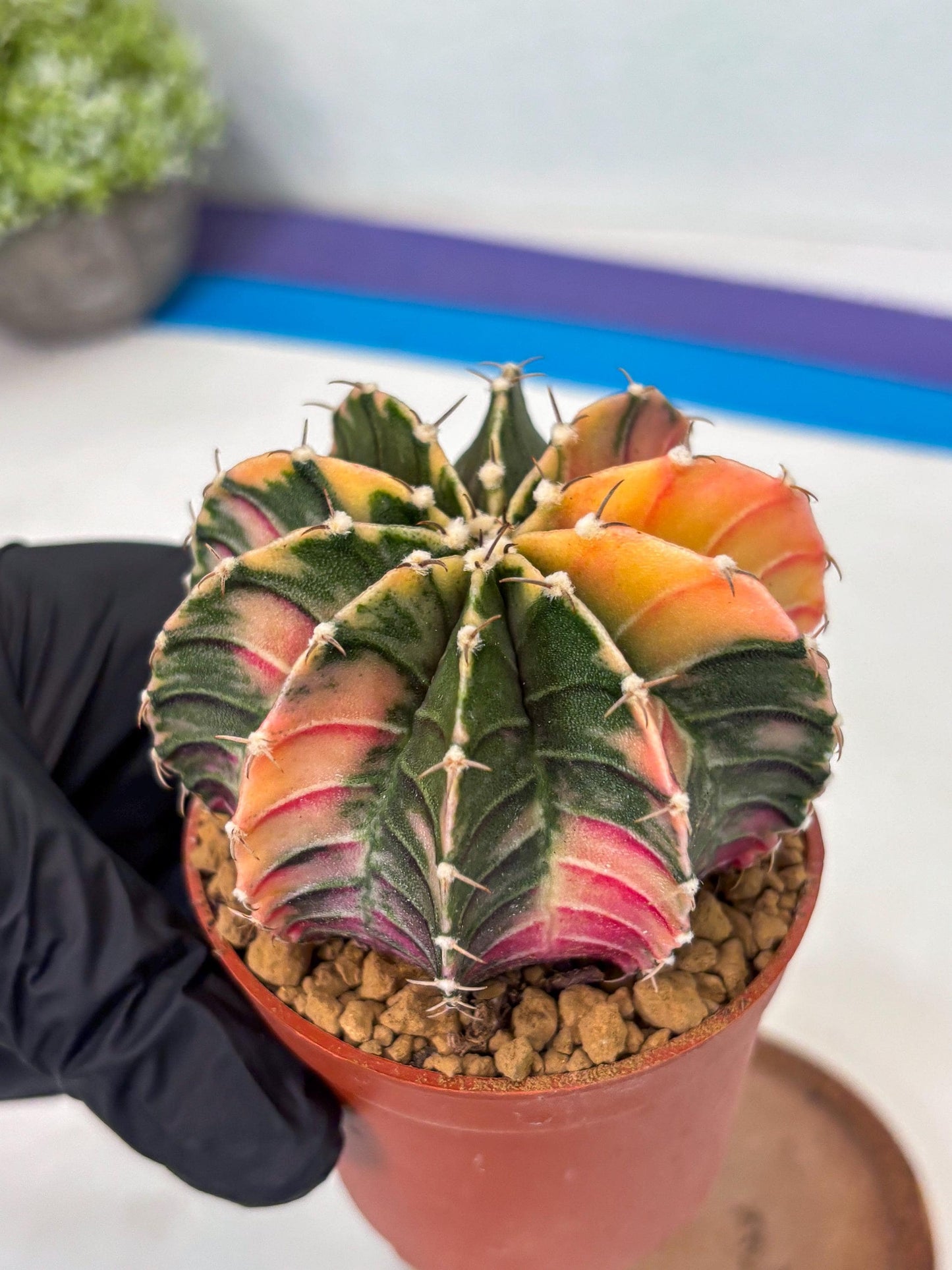 Gymnocalycium LB Hybrid (gy1) (p5) | variegated cactus