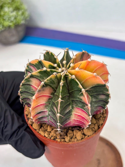 Gymnocalycium LB Hybrid (gy1) (p5) | variegated cactus