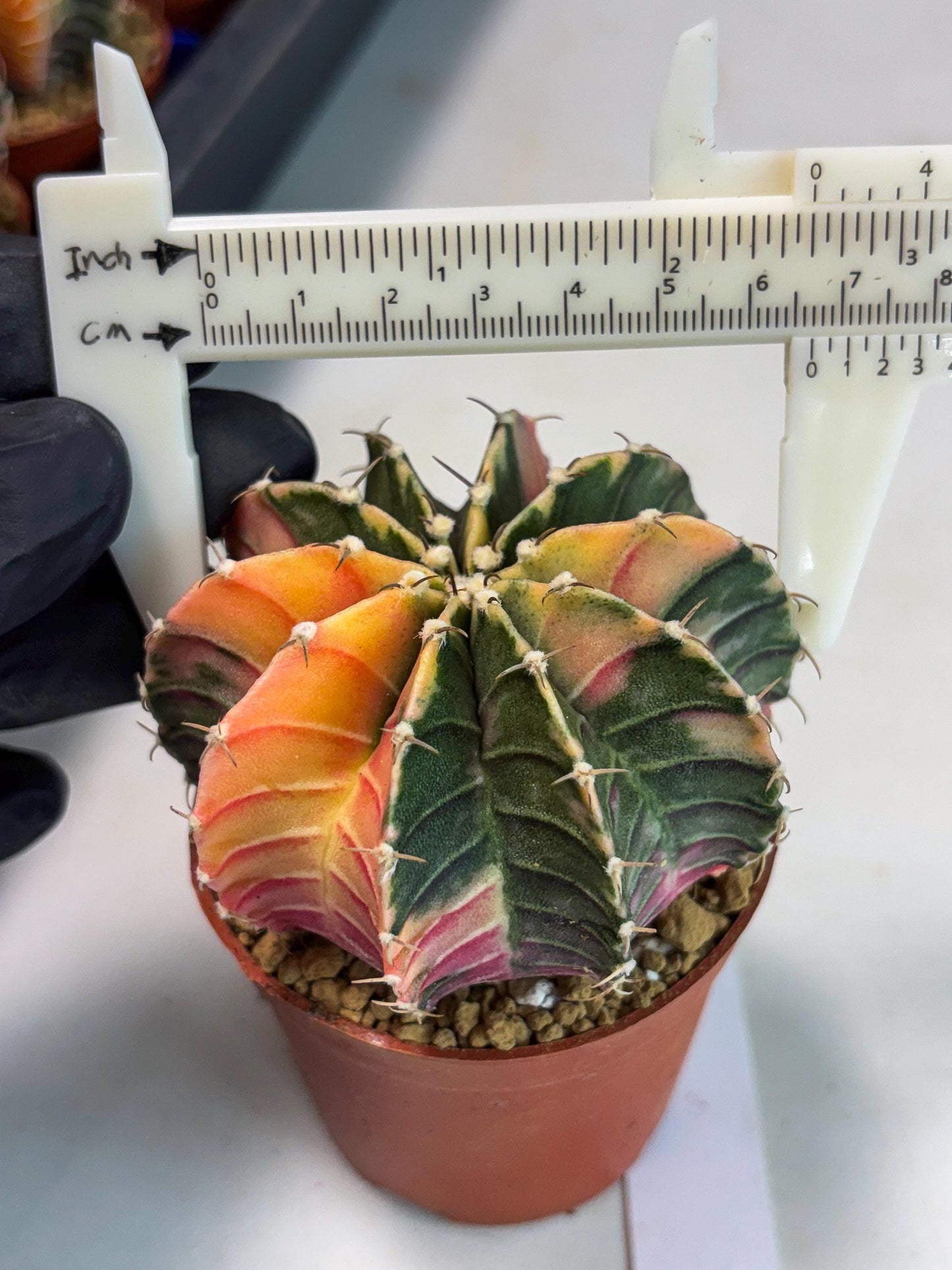 Gymnocalycium LB Hybrid (gy1) (p5) | variegated cactus