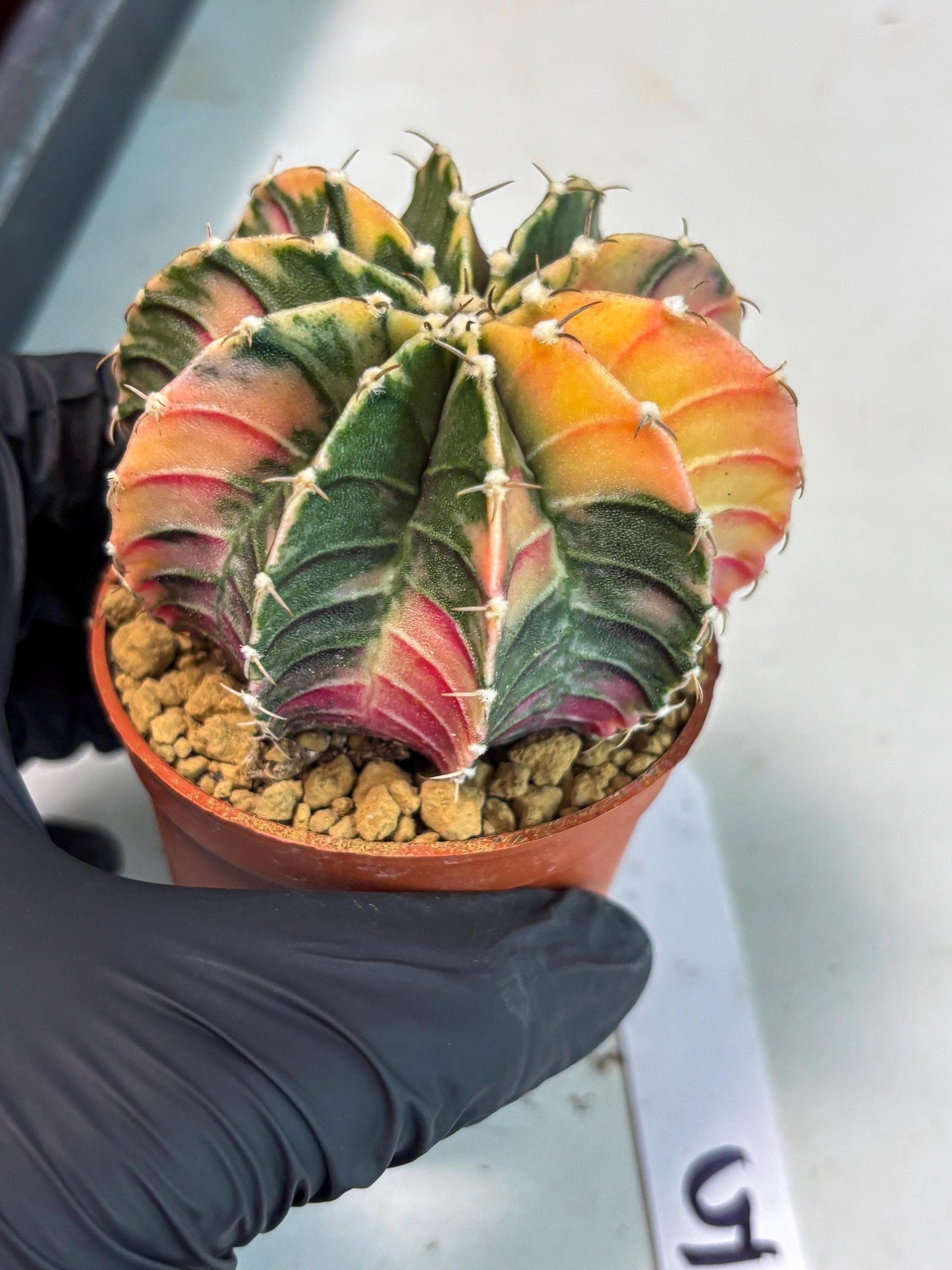 Gymnocalycium LB Hybrid (gy1) (p5) | variegated cactus