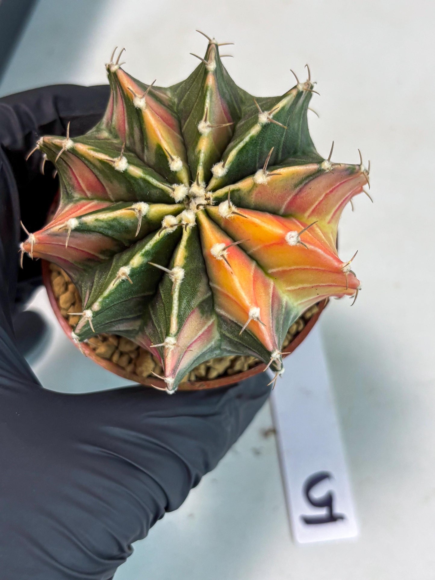 Gymnocalycium LB Hybrid (gy1) (p5) | variegated cactus