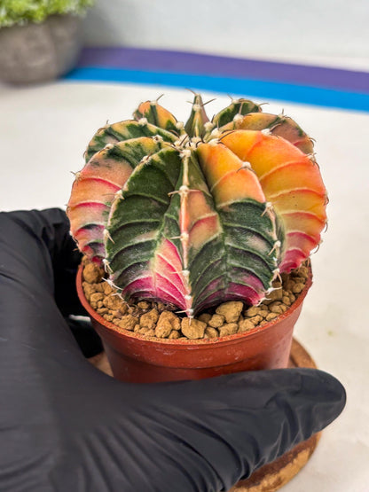 Gymnocalycium LB Hybrid (gy1) (p5) | variegated cactus