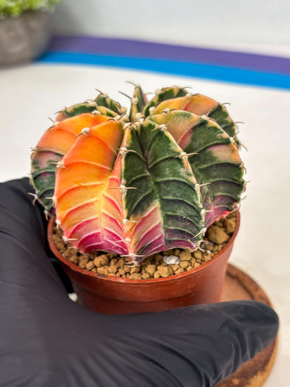 Gymnocalycium LB Hybrid (gy1) (p5) | variegated cactus