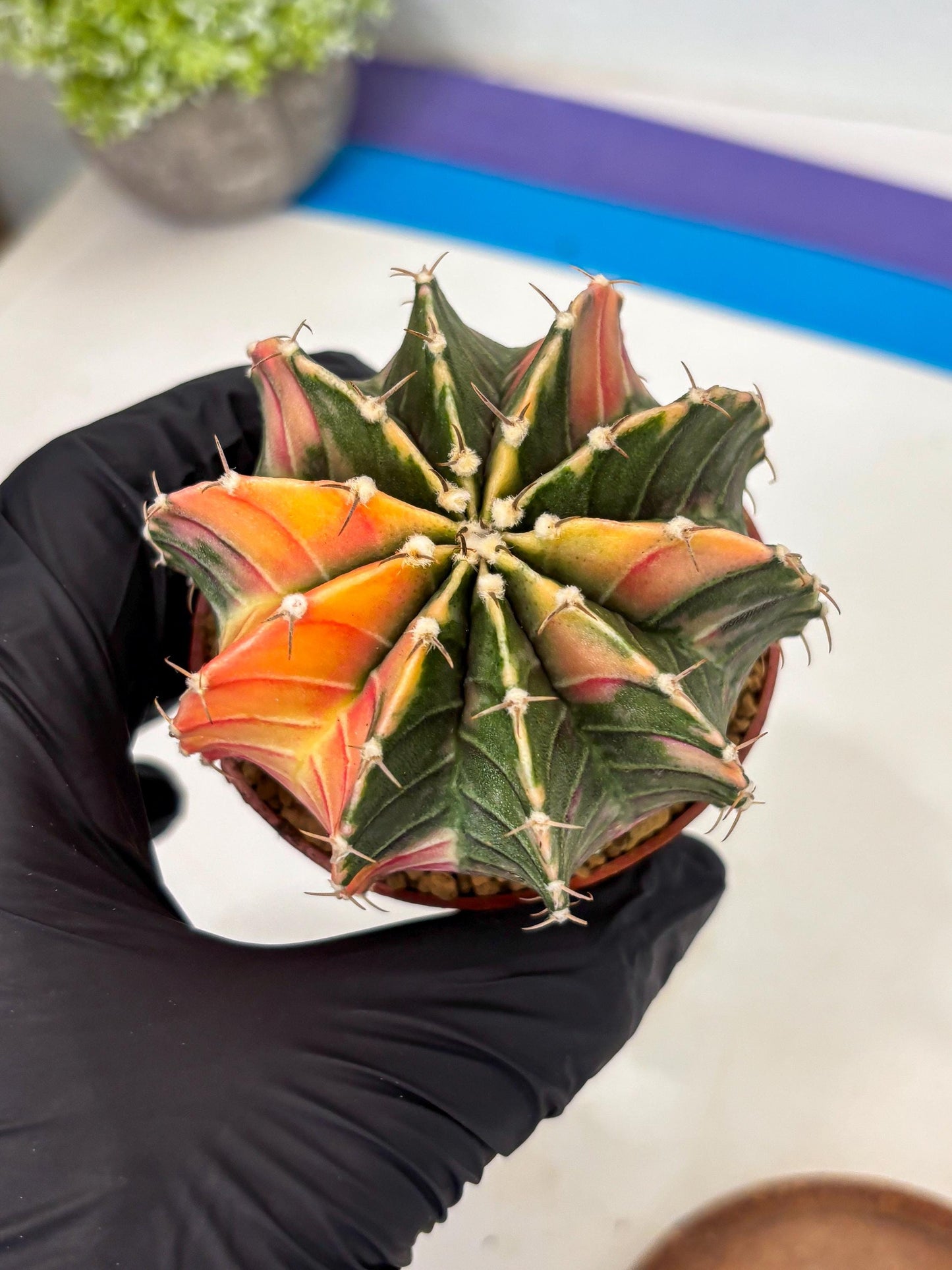 Gymnocalycium LB Hybrid (gy1) (p5) | variegated cactus