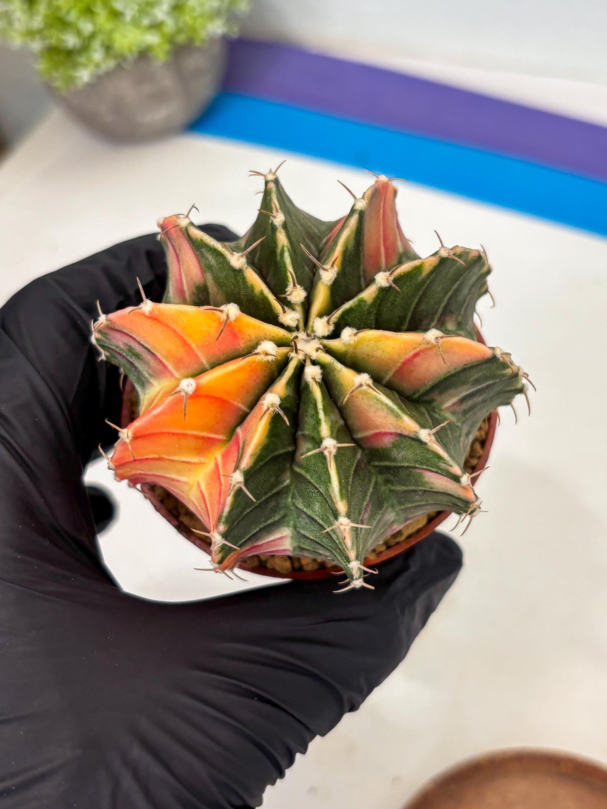 Gymnocalycium LB Hybrid (gy1) (p5) | variegated cactus
