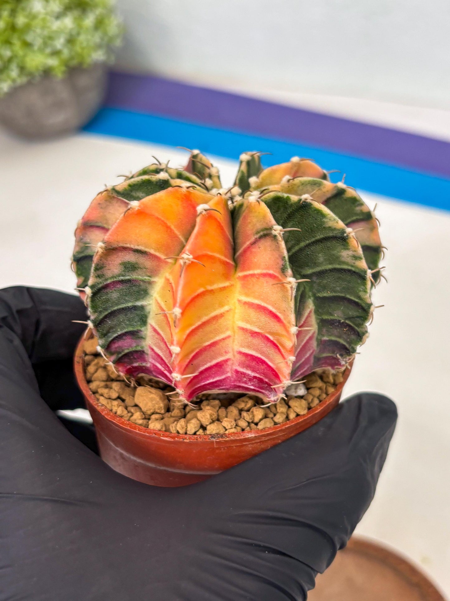 Gymnocalycium LB Hybrid (gy1) (p5) | variegated cactus