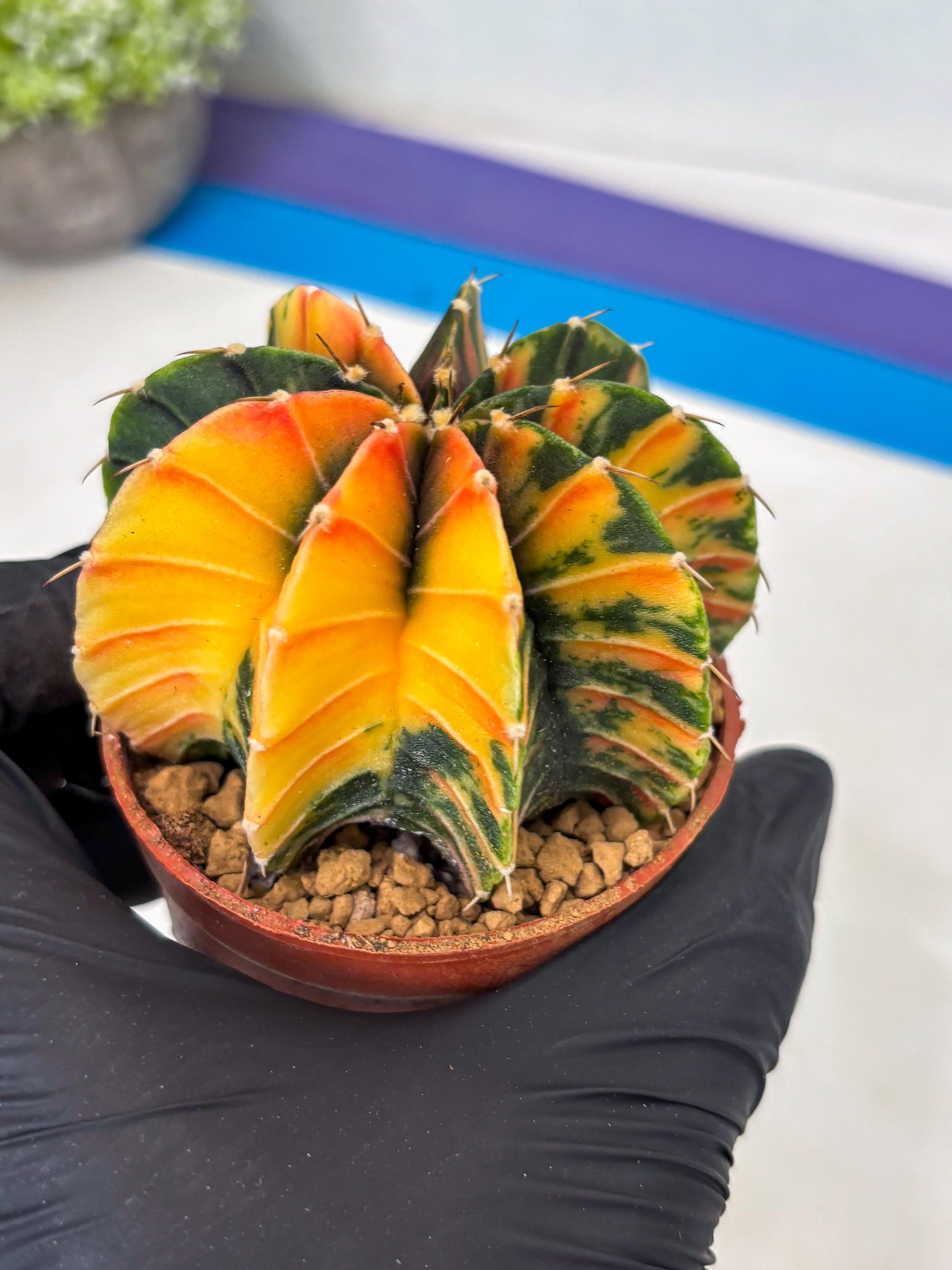 Gymnocalycium LB Hybrid (gy1) (p6) | variegated cactus