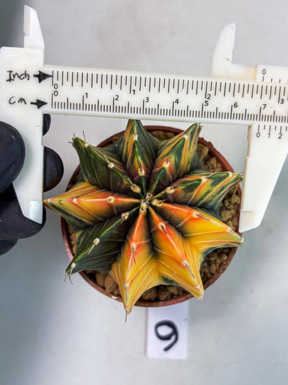 Gymnocalycium LB Hybrid (gy1) (p6) | variegated cactus