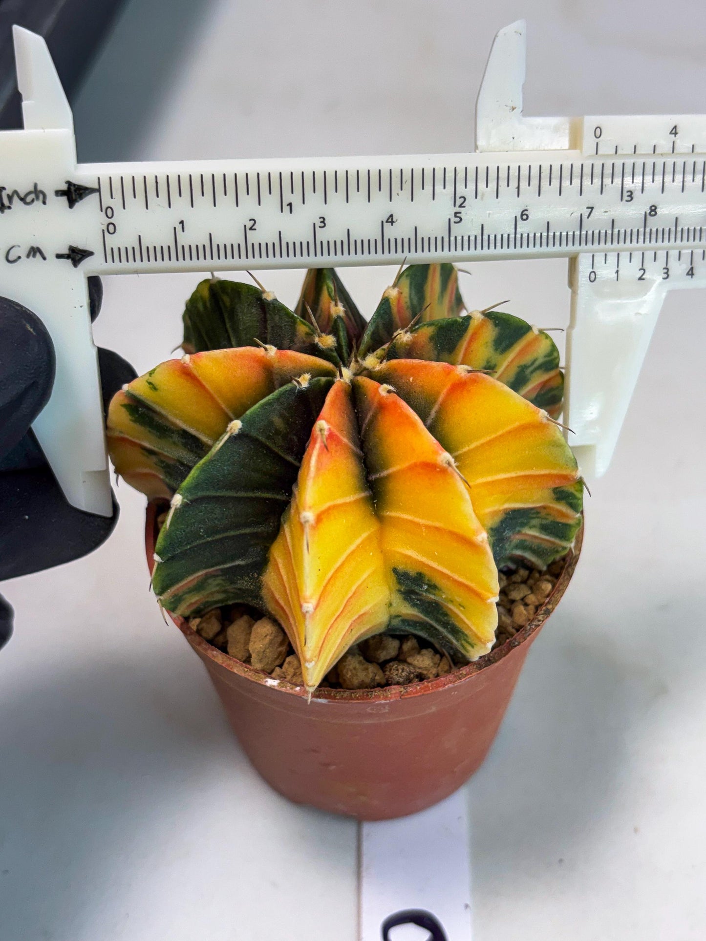 Gymnocalycium LB Hybrid (gy1) (p6) | variegated cactus