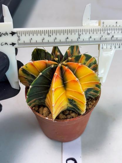 Gymnocalycium LB Hybrid (gy1) (p6) | variegated cactus