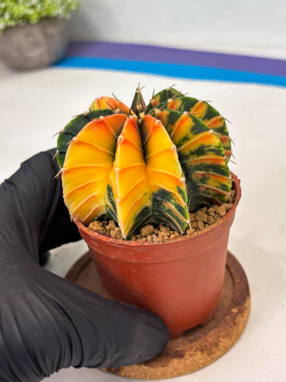 Gymnocalycium LB Hybrid (gy1) (p6) | variegated cactus