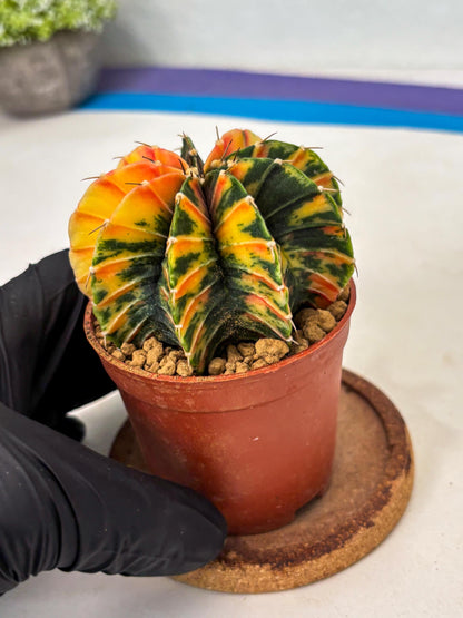 Gymnocalycium LB Hybrid (gy1) (p6) | variegated cactus