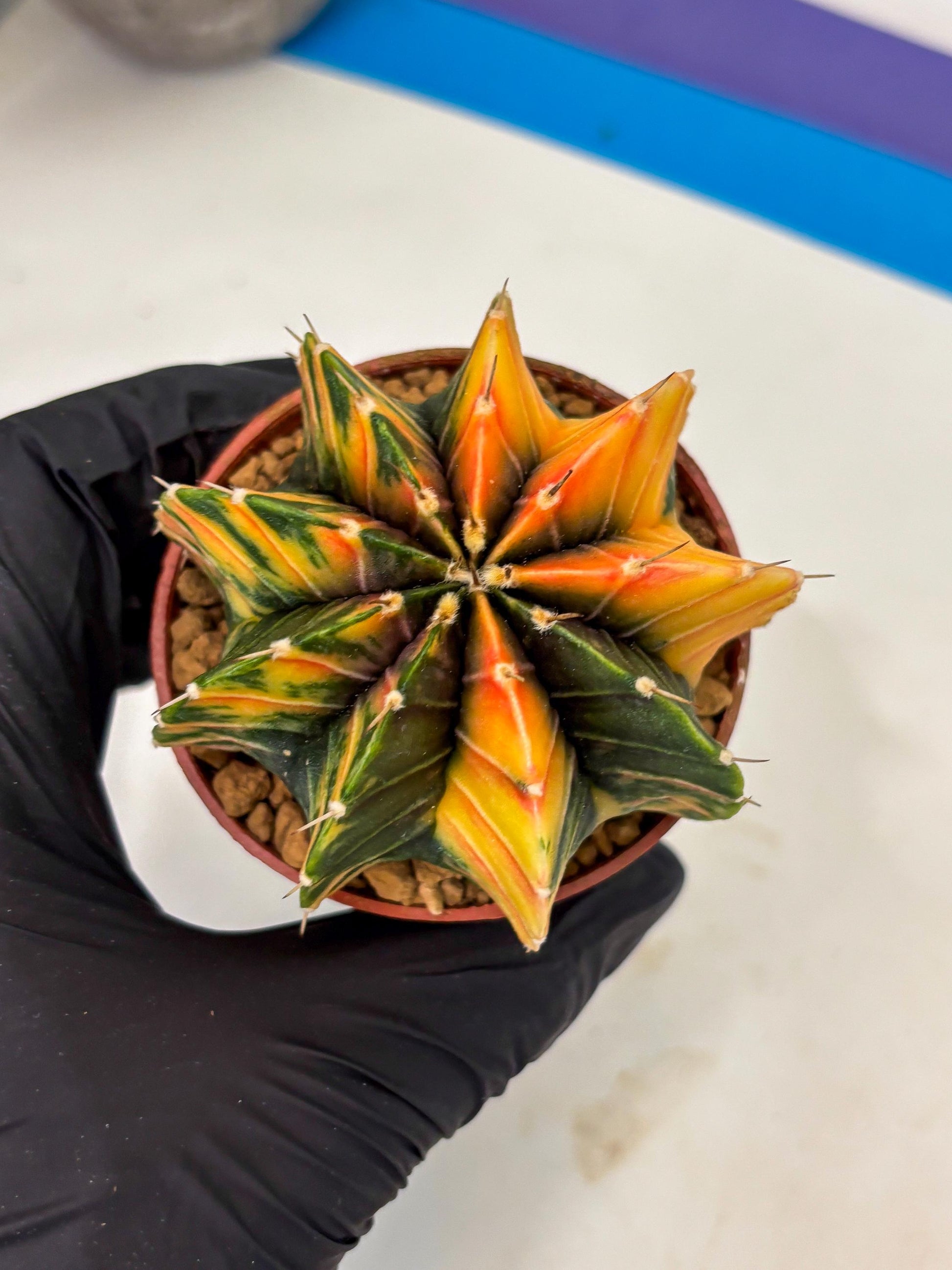 Gymnocalycium LB Hybrid (gy1) (p6) | variegated cactus