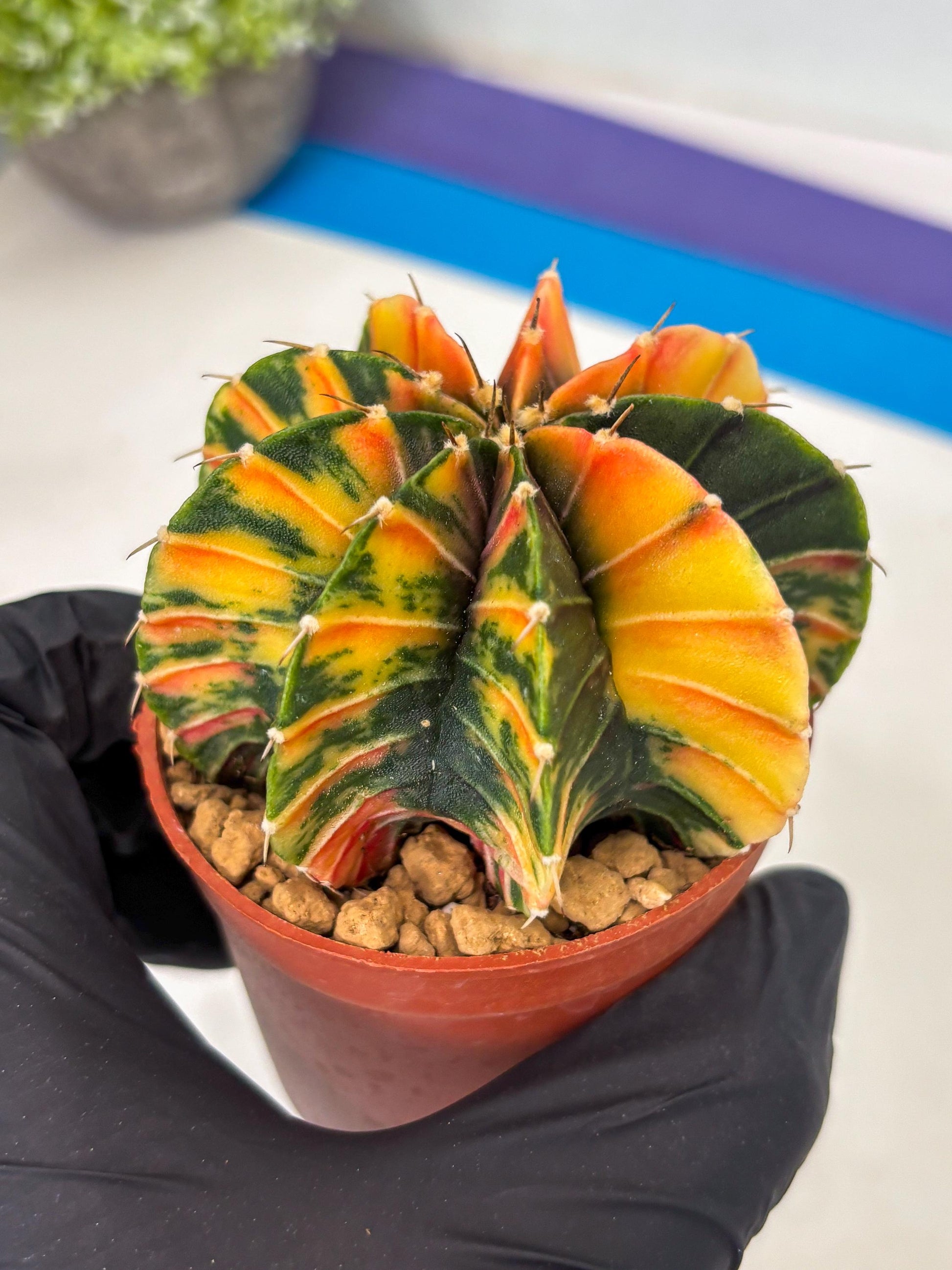 Gymnocalycium LB Hybrid (gy1) (p6) | variegated cactus