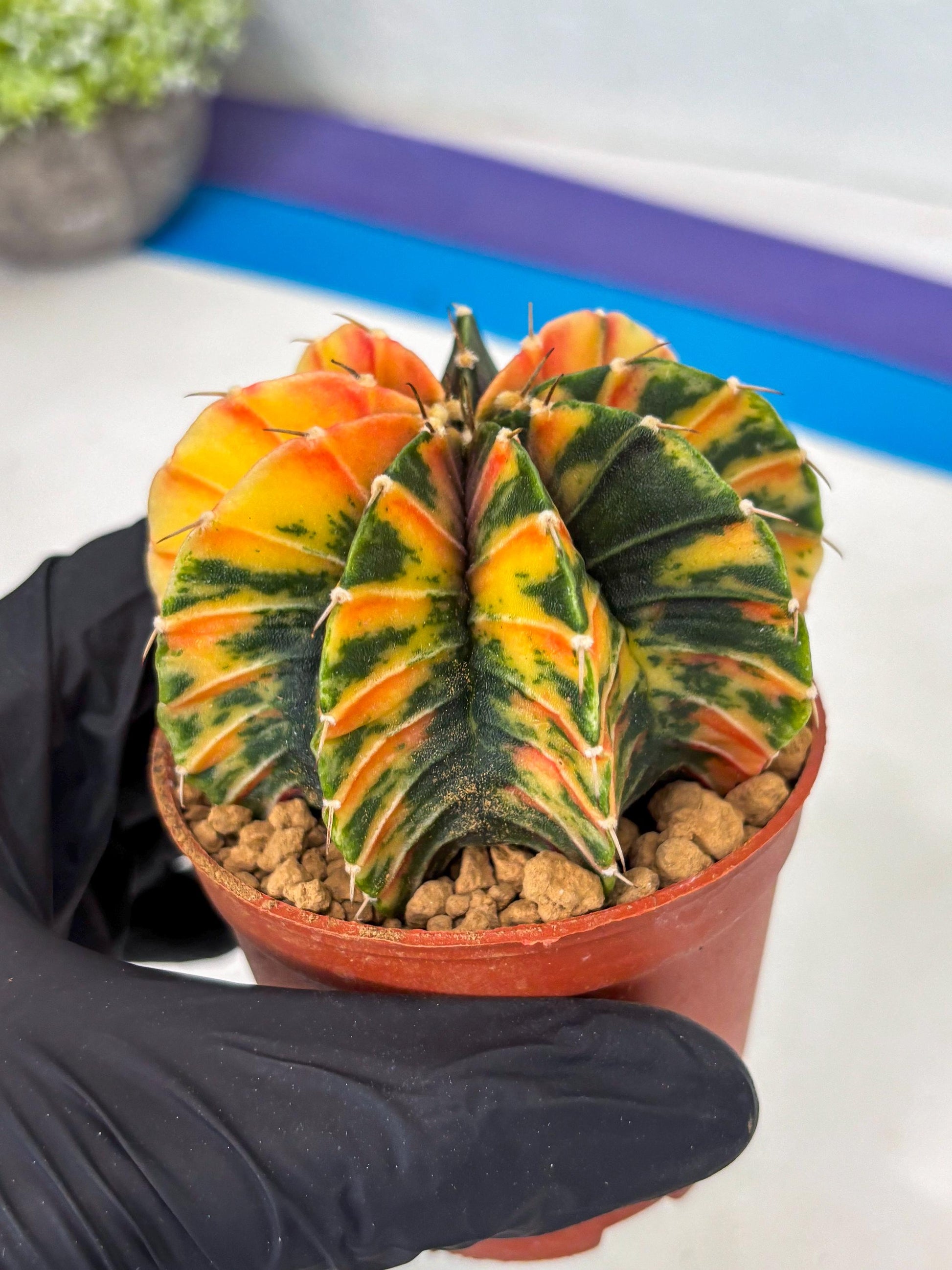 Gymnocalycium LB Hybrid (gy1) (p6) | variegated cactus