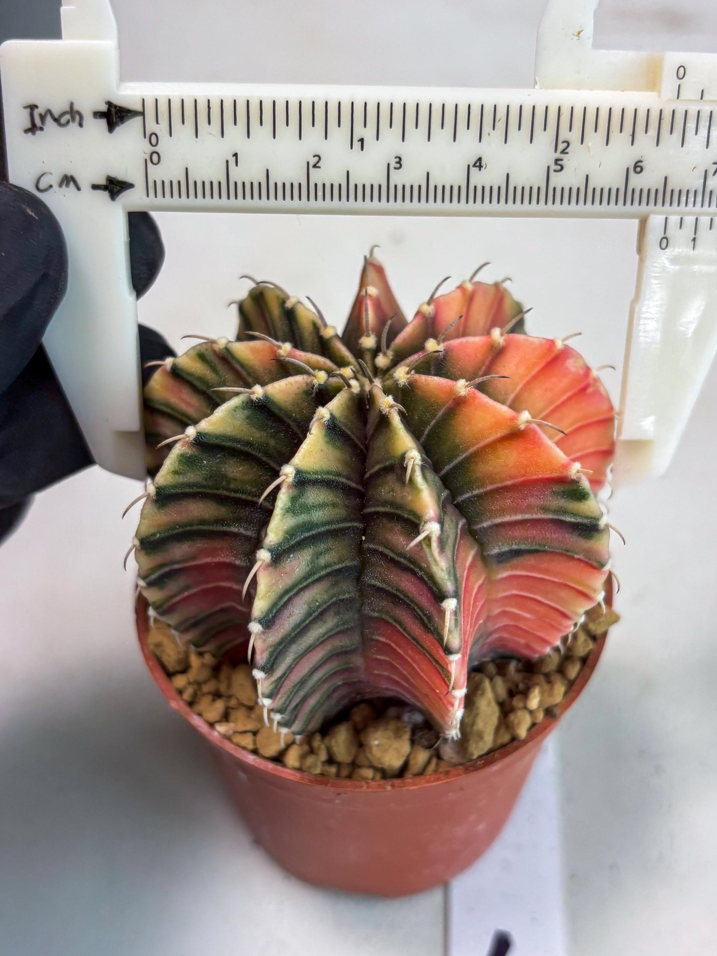 Gymnocalycium LB Hybrid (gy1) (p7) | variegated cactus
