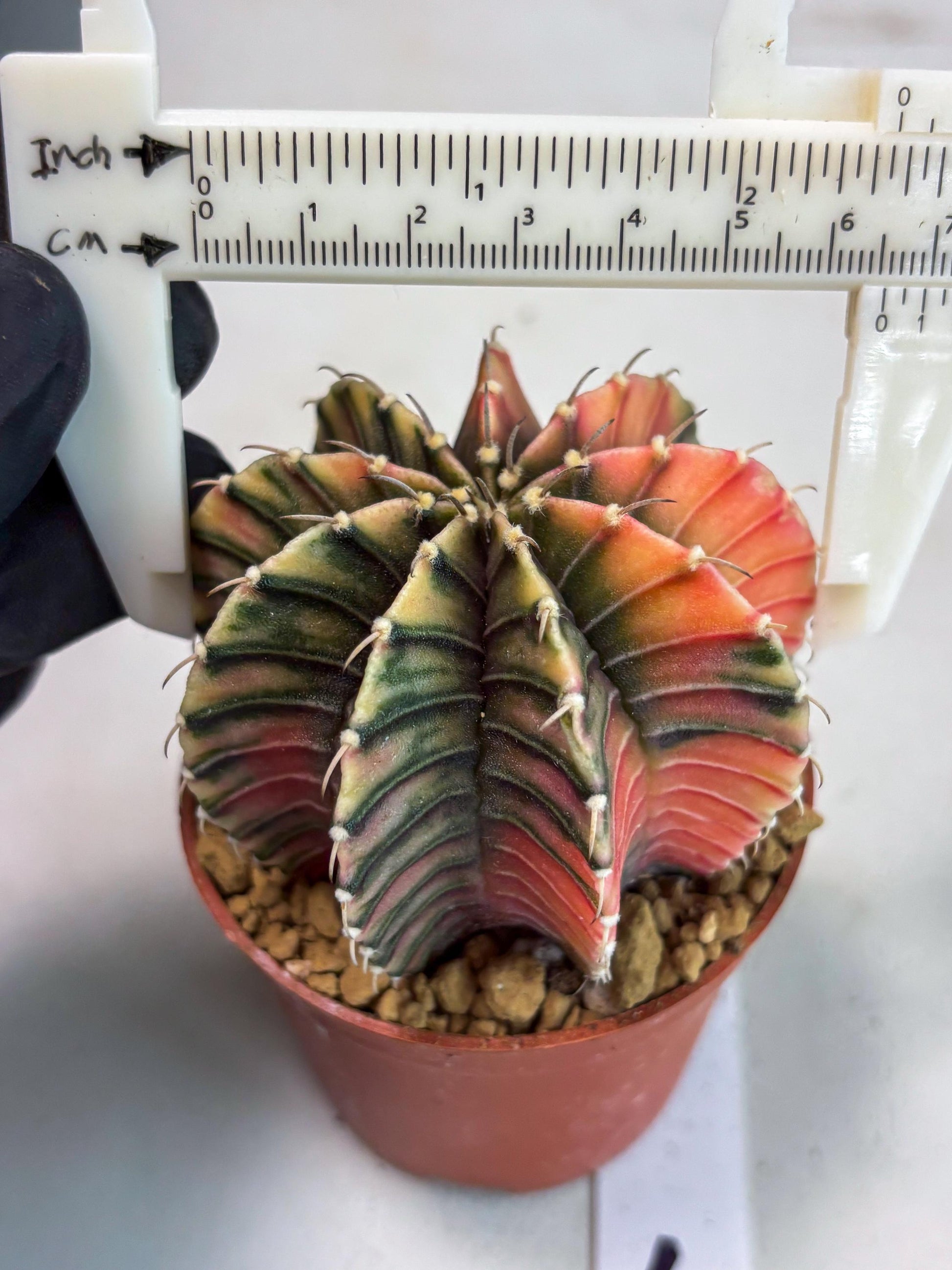 Gymnocalycium LB Hybrid (gy1) (p7) | variegated cactus