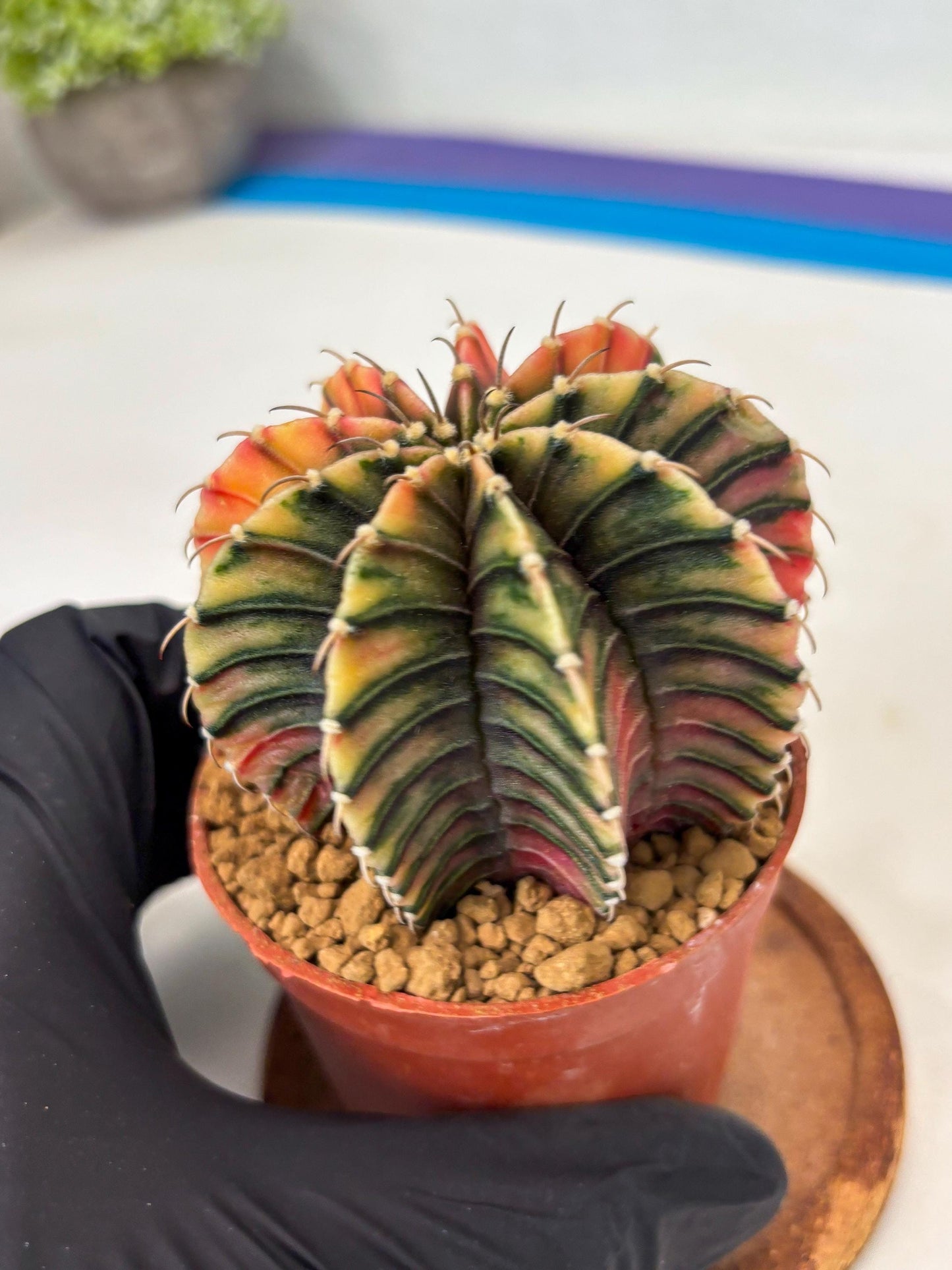 Gymnocalycium LB Hybrid (gy1) (p7) | variegated cactus