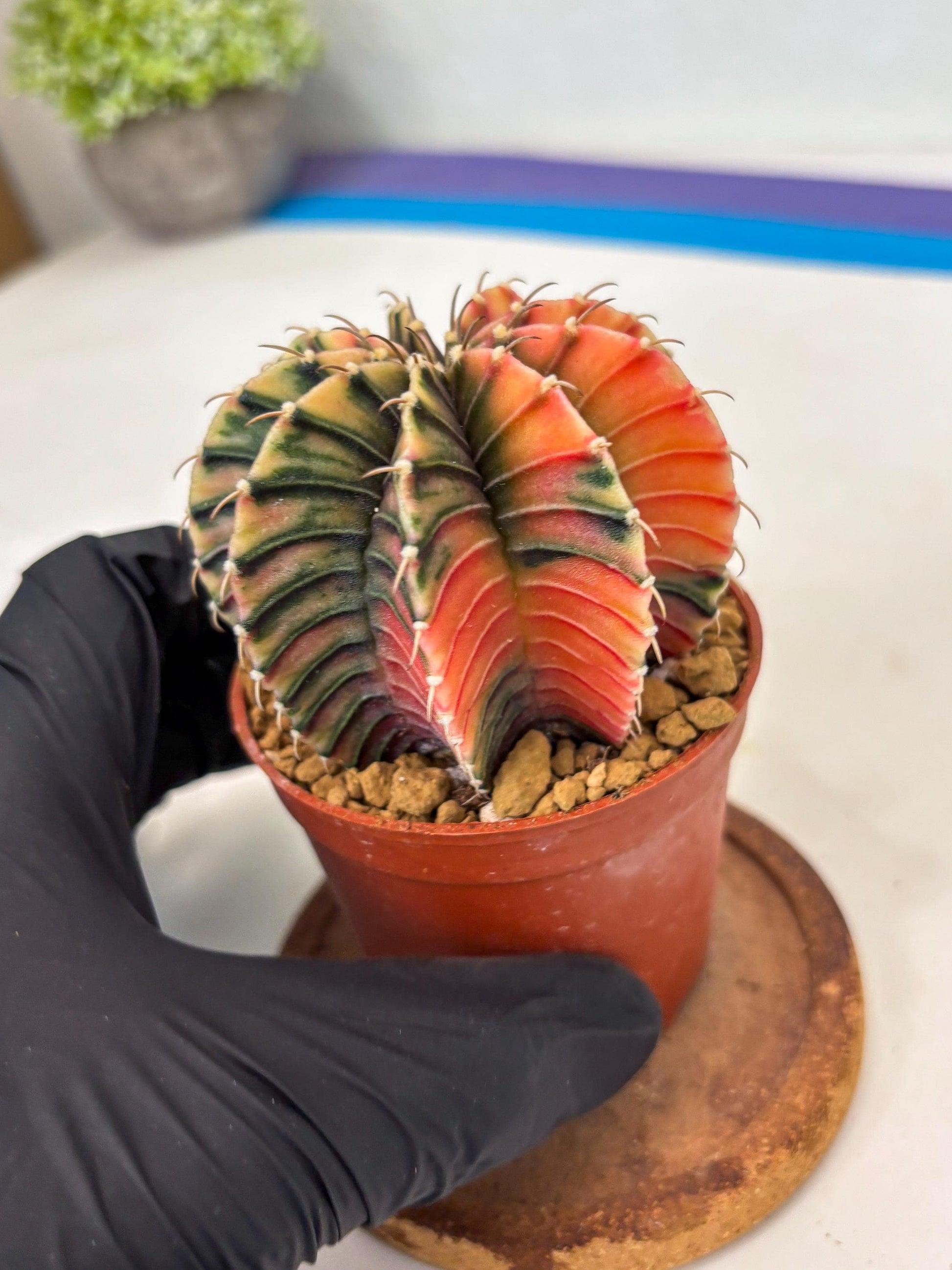 Gymnocalycium LB Hybrid (gy1) (p7) | variegated cactus