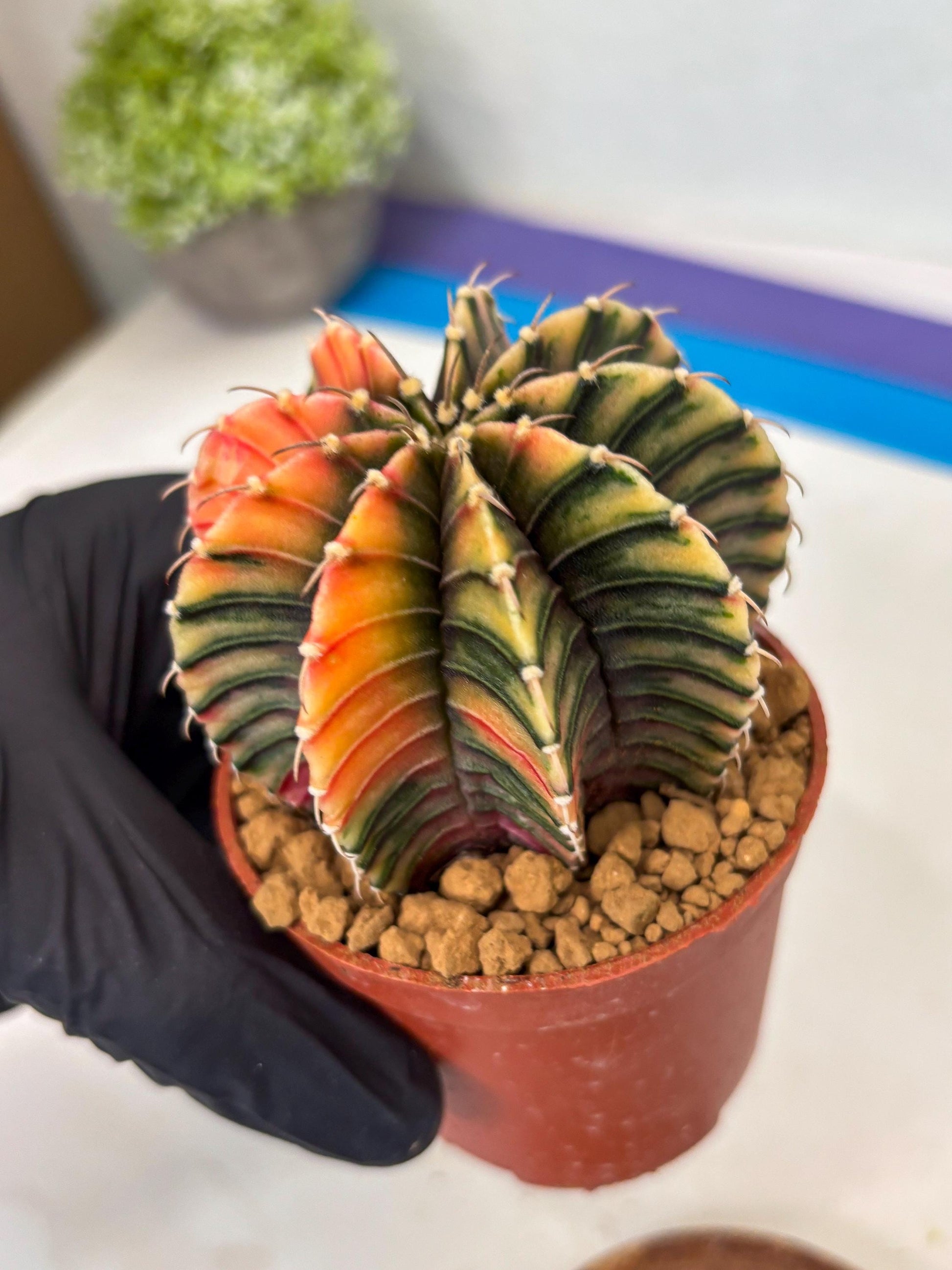 Gymnocalycium LB Hybrid (gy1) (p7) | variegated cactus