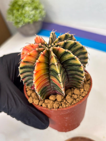 Gymnocalycium LB Hybrid (gy1) (p7) | variegated cactus