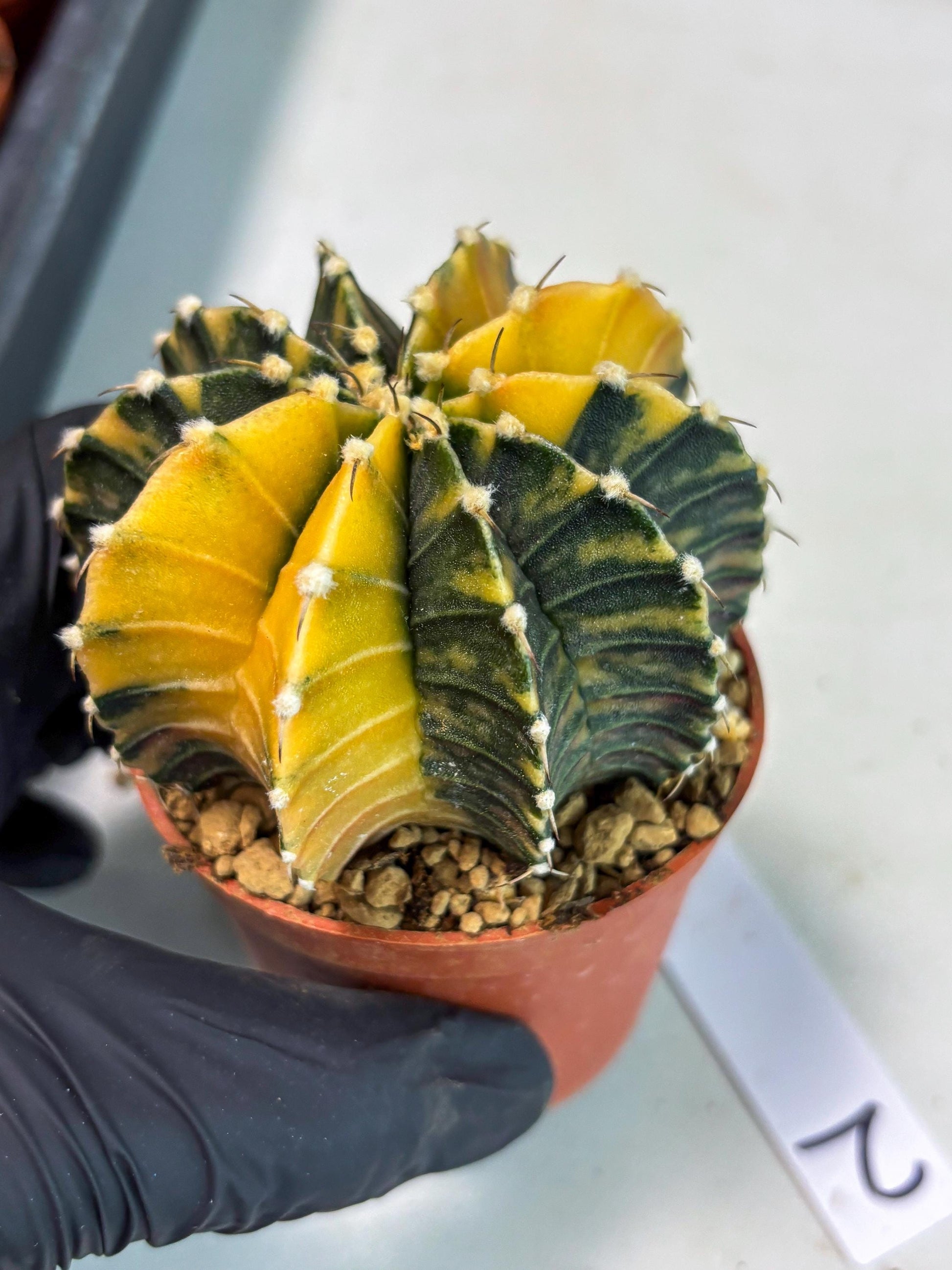 Gymnocalycium LB Hybrid (gy1) (y2) | variegated cactus