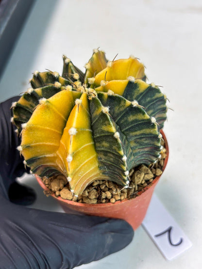 Gymnocalycium LB Hybrid (gy1) (y2) | variegated cactus