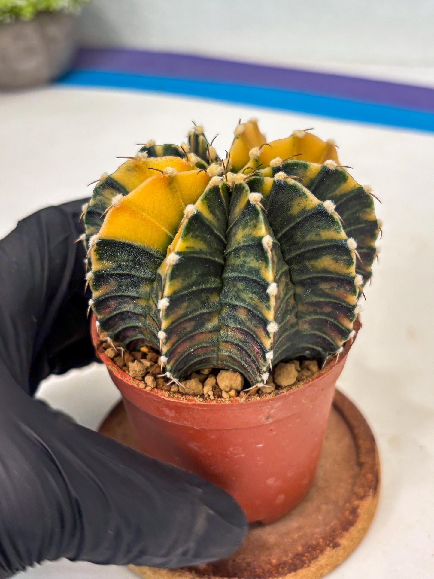 Gymnocalycium LB Hybrid (gy1) (y2) | variegated cactus