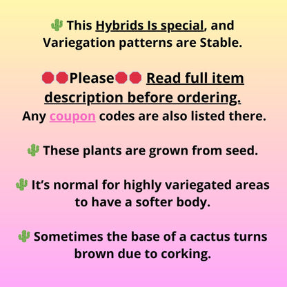 Gymnocalycium Pink Pearl (gy6) (g1) | Special Hybrid cactus