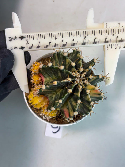 Gymnocalycium Fantasia (gy8) (b6) | Special Hybrid cactus