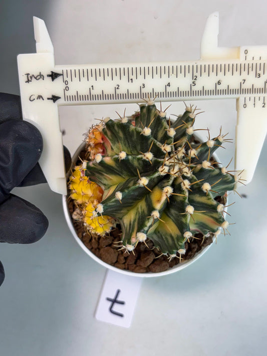 Gymnocalycium Fantasia (gy8) (b7) | Special Hybrid cactus