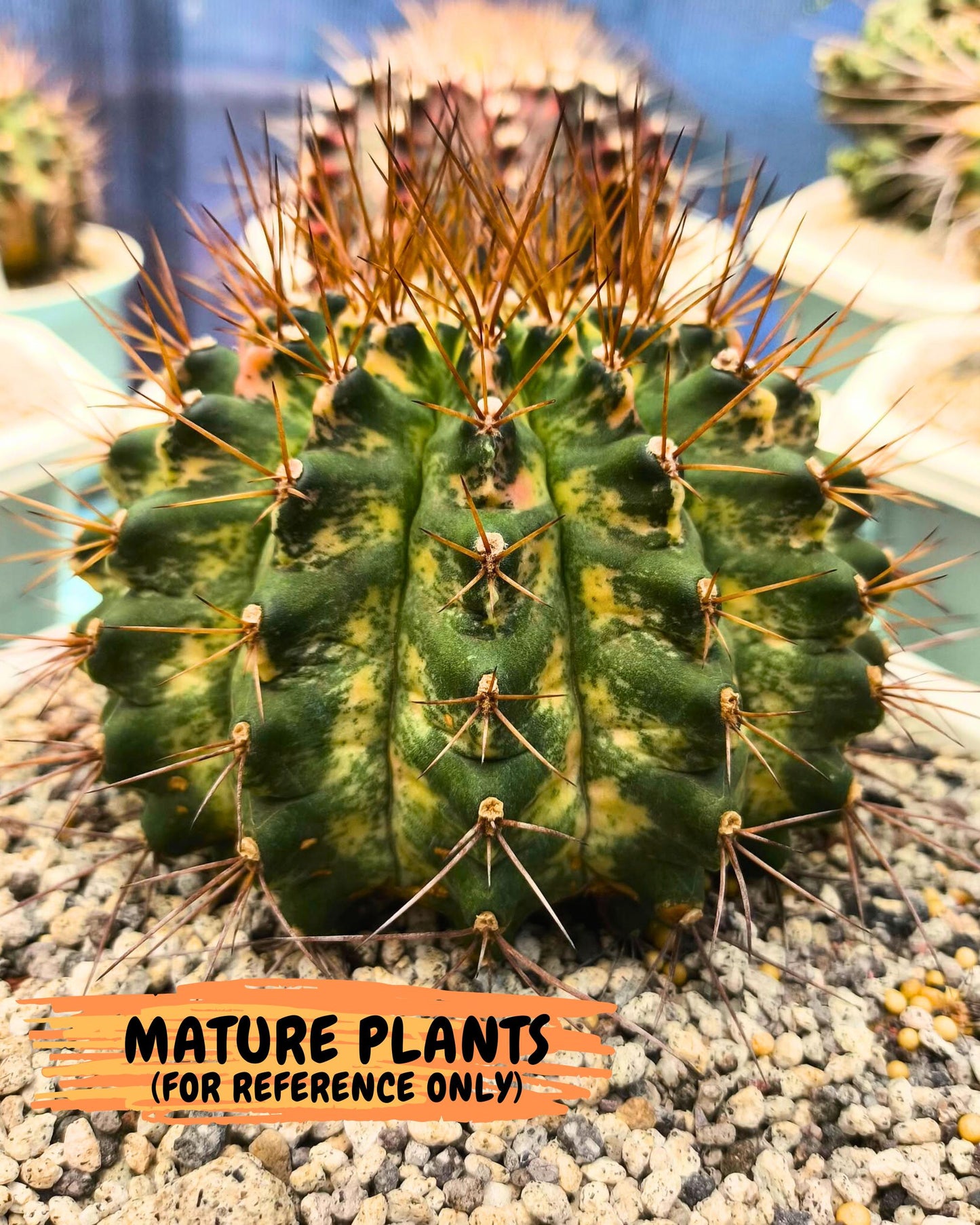 Gymnocalycium Marble (gy16) (04) | collectables