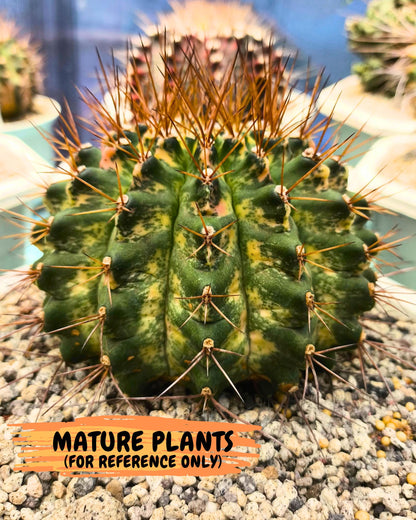 Gymnocalycium Marble (gy16) (04) | collectables